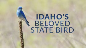 Discovering Idaho’s Beloved State Bird: The Mountain Bluebird