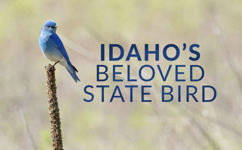 Discovering Idaho’s Beloved State Bird: The Mountain Bluebird