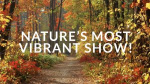 Nature’s Most Vibrant Show!