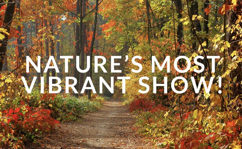 Nature’s Most Vibrant Show!