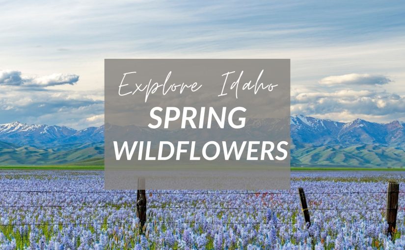 The 10 Most Beautiful Places To See Wildflowers In Idaho This Spring