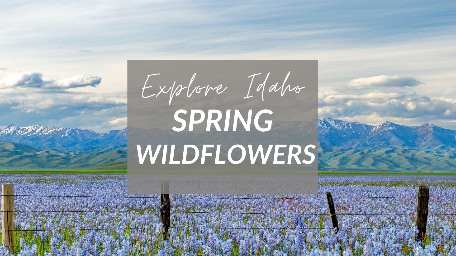The 10 Most Beautiful Places To See Wildflowers In Idaho This Spring
